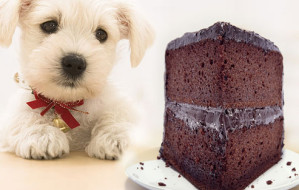dog-eating-chocolate