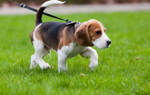 dog-on-leash