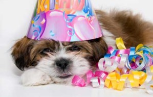 birthday_dogby official birthday blog.com