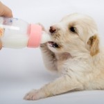 Laptele in dieta cainilor: recomandat sau de evitat?