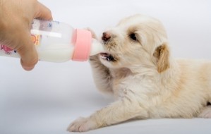puppy milk replacer