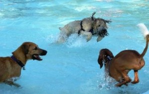 swimming dogs