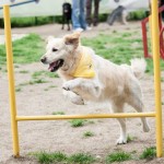Dog agility, un sport pentru cateii energici
